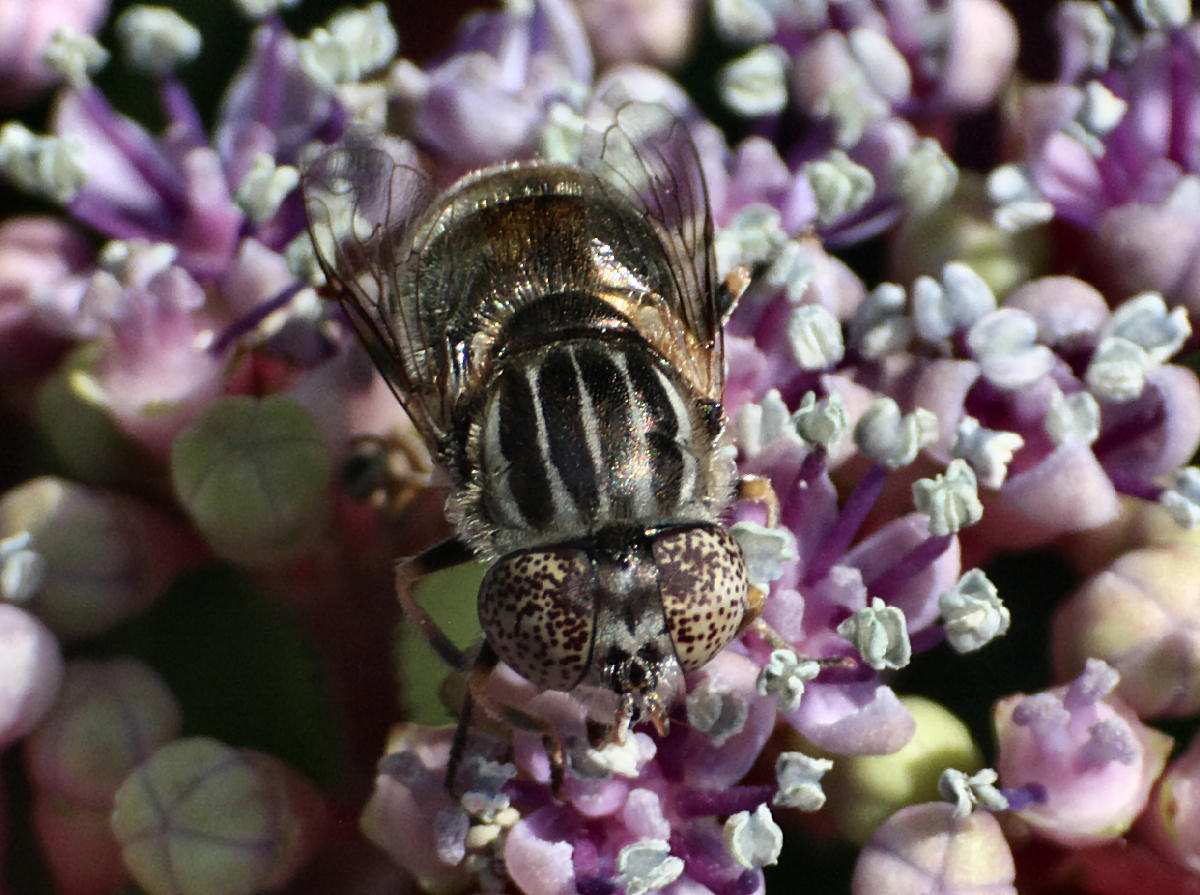 Eristalinus aenus ?